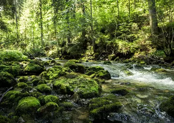 Hallers Sommer Kleinwalsertal Bach Wald Moos